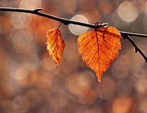 Rote Blätter einer Birke (Herbstblätter)