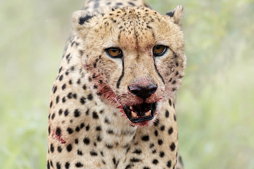 Cheetah portrait