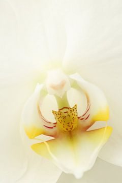 Witte orchidee van LHJB Photography