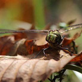 Blaugrüne Mosaikjungfer von Matthias Brix