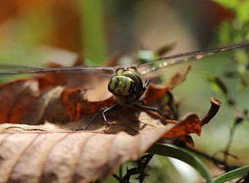 Blue-green mosaic damselfly by Matthias Brix