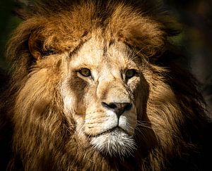 Porträt von einem männlichen Löwen von ManfredFotos