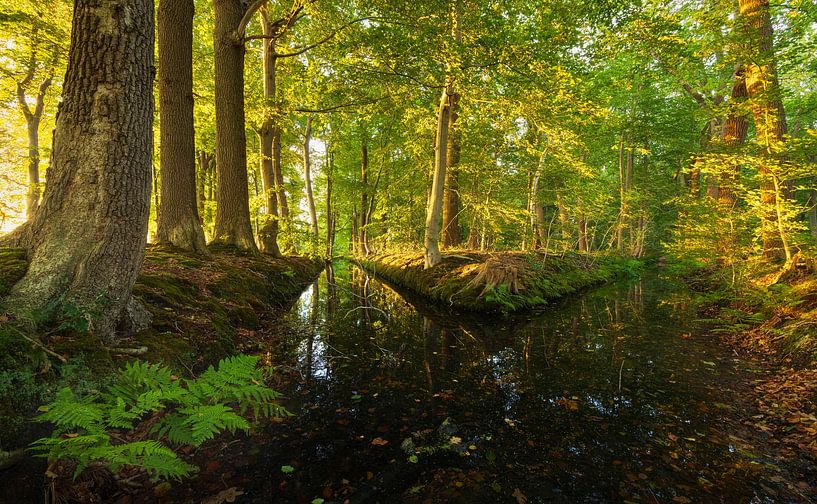 Sunrise in the forest (Netherlands) by Marcel Kerdijk