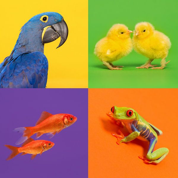 Dieren in kleur van Elles Rijsdijk