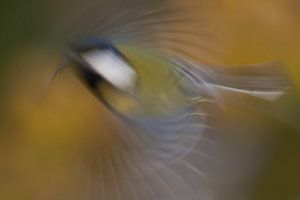 Mésange en mouvement