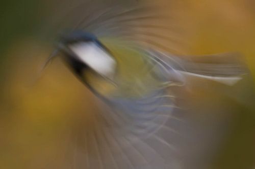 Mésange en mouvement