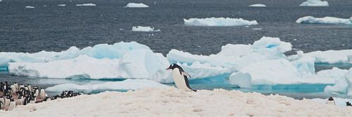 Elk weer is wandel-weer op de zuidpool