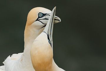 Gannets in love by Nature Laurie Fotografie