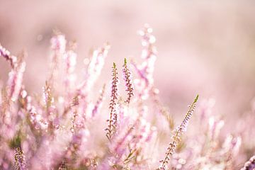 Magische zachte roze paarse heide met dauw closeup van KB Design & Photography (Karen Brouwer)