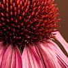 Natur an der Wand: Warme Farben in einer Nahaufnahme einer Sonnenhutblume (Echinacea) von Marjolijn van den Berg