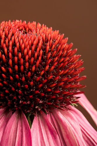 Warme Farben: Nahaufnahme einer Sonnenhutblume (Echinacea) von Marjolijn van den Berg