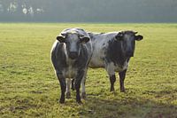 2 vaches à cornes