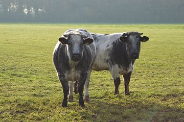 2 koeien met horens van Joke te Grotenhuis