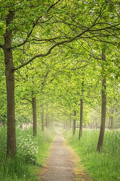 Pathway with oaks in the fog by Coen Weesjes