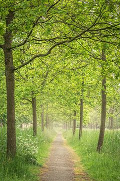 Wandelpad met eiken in de mist