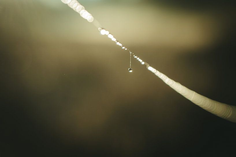 Drop to a web I by Jan