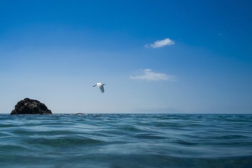 Kleine zilverreiger (Egretta garzetta)