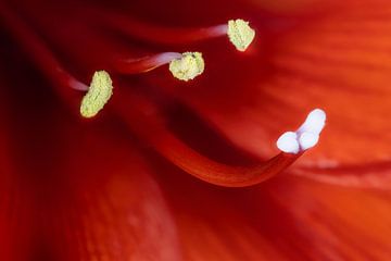 Abstract macro of a red amaryllis flower by ManfredFotos