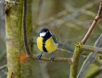 Close-up of a great tit by ManfredFotos