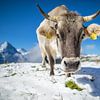 Cow in the snow near First, Switzerland by Maurice Haak