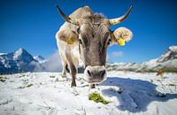 Kuh im Schnee bei First, Schweiz von Maurice Haak Miniaturansicht