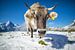 Koe in de sneeuw bij First, Zwitserland van Maurice Haak