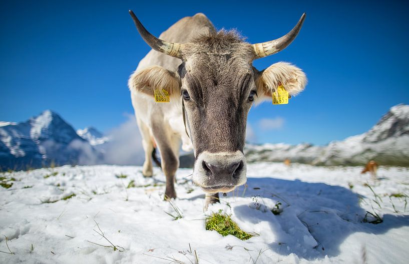 Kuh im Schnee bei First, Schweiz von Maurice Haak