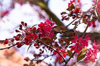 Red flowers in the sunlight.