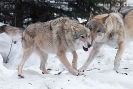 The female of the gray wolf is fun playing with the male wolf during the marriage games in the snow 