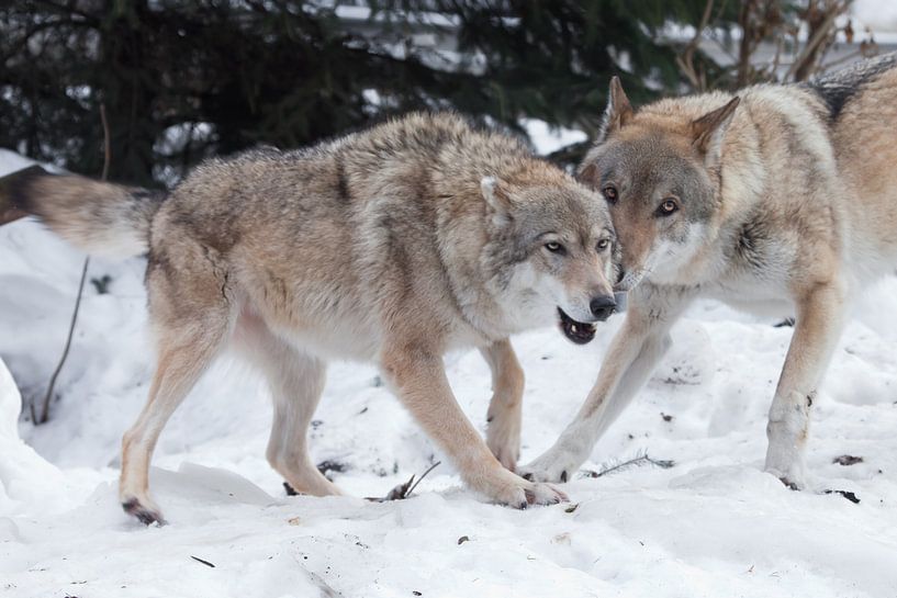 Het wijfje van de grijze wolf speelt leuk met het wijfje tijdens de huwelijksspelen in de sneeuw in  van Michael Semenov