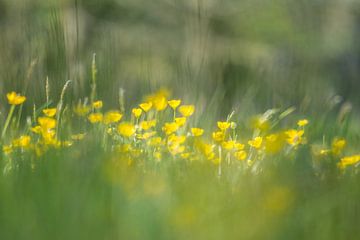 Buttercups by Marian Sintemaartensdijk