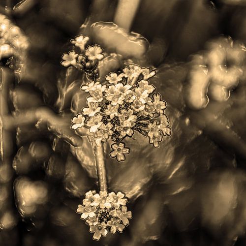 Digital Art Medium Bloemen Sepia