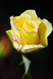 Une fleur de rose jaune
