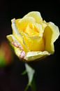 A flower of a yellow rose by Gerard de Zwaan thumbnail