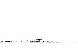 Kormoran beim flügeltrocknen minimalistische Silhouette