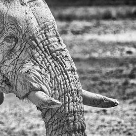 Elephant in Etosha National Parc, Namibia in black and white (4) by Tineke Koen