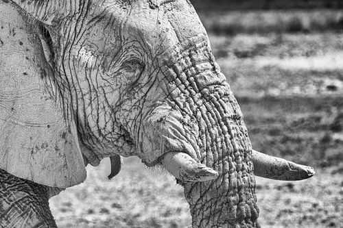 Elefant im Etoscha-Nationalpark, Namibia in Schwarz-Weiß (4) von Tineke Koen