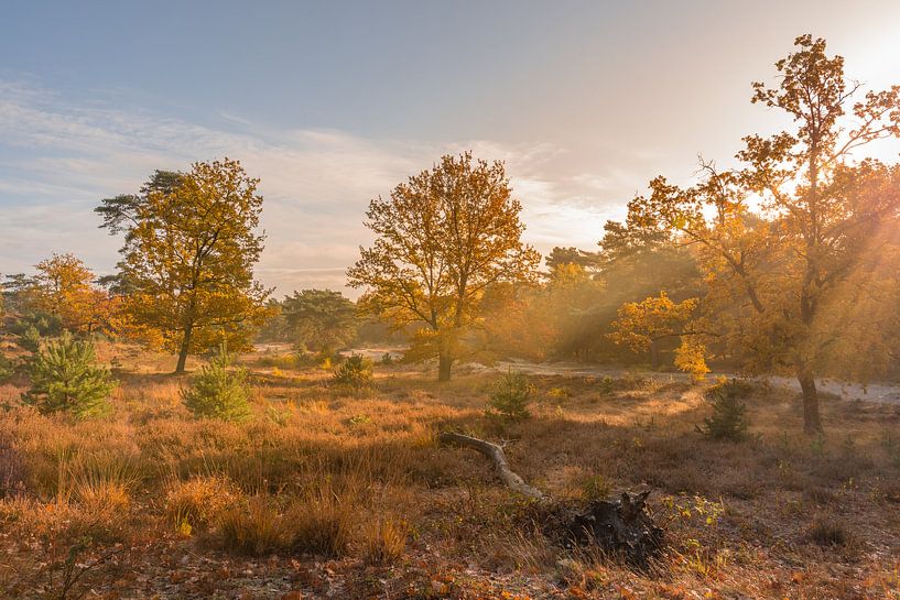 Brunssummerheide tijdens een prachtige herfstochtend van John van de Gazelle fotografie