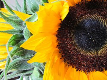 Tournesols sur Leonie Versantvoort