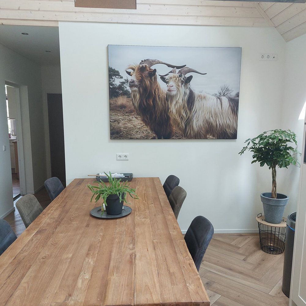 Landziegen  von Dennis van de Water 