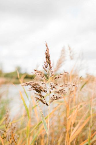 L'automne dans le Limbourg sur Djuli Bravenboer