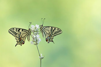 Two swallowtail butterflies on white lavender