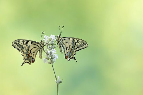 Zwei Königinnenfalter auf weißem Lavendel