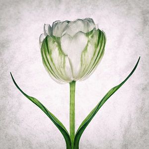 Tulipo5 von Henk Leijen