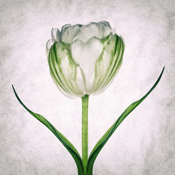 Tulipo5 by Henk Leijen