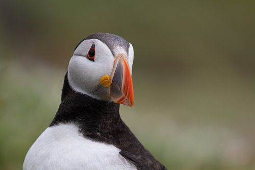 Portret van een Atlantische papegaaiduiker