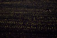Haas in duizenden lichtjes van Danny Slijfer Natuurfotografie thumbnail