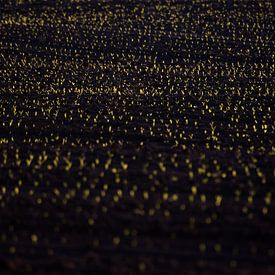Der Hase in tausend Lichtern von Danny Slijfer Natuurfotografie