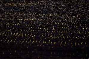 Haas in duizenden lichtjes van Danny Slijfer Natuurfotografie