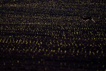 Der Hase in tausend Lichtern von Danny Slijfer Natuurfotografie